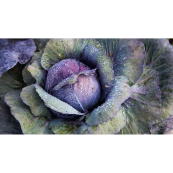 Cabbage (12)-1400934-74570.webp